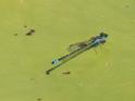 Austroagrion watsoni.jpg